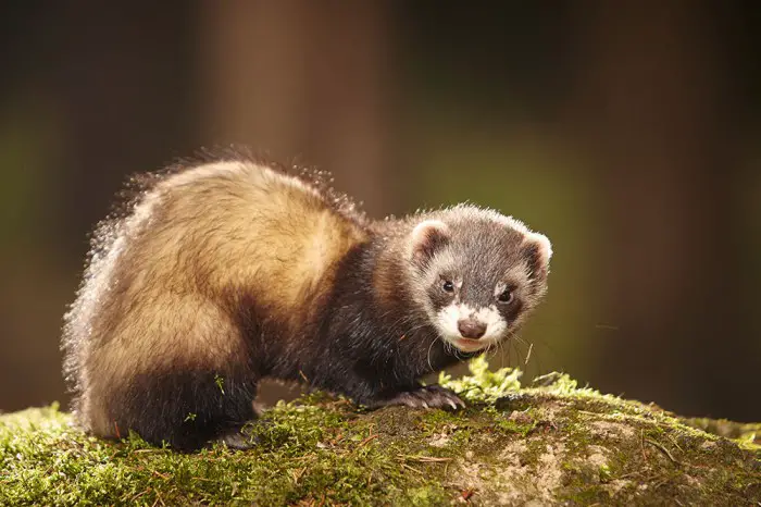 54 Things You Should Know About Feeding Ferrets
