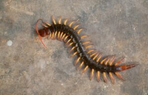 What Do Centipedes Eat?: 53 Things To Know About What Centipedes Eat