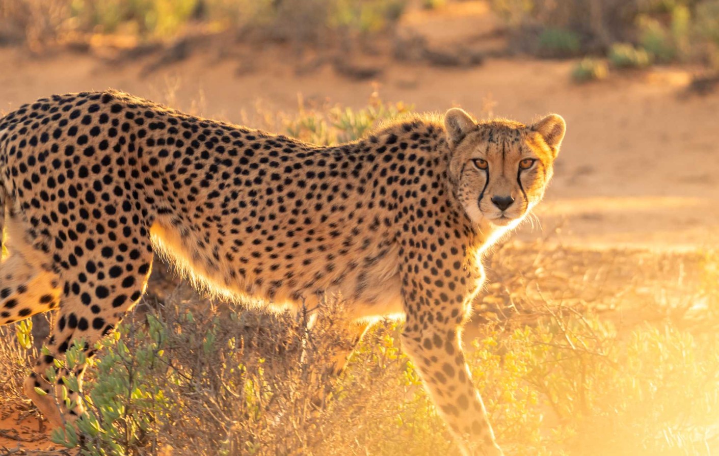 what do Cheetahs eat