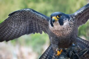 What Do Falcons Eat? 29 Interesting Things About What Falcons Eat
