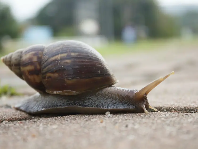 What Do Snails Eat?: 26 Things To Know About What Snails Eat