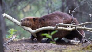 What Do Beavers Eat? 54 Things To Know