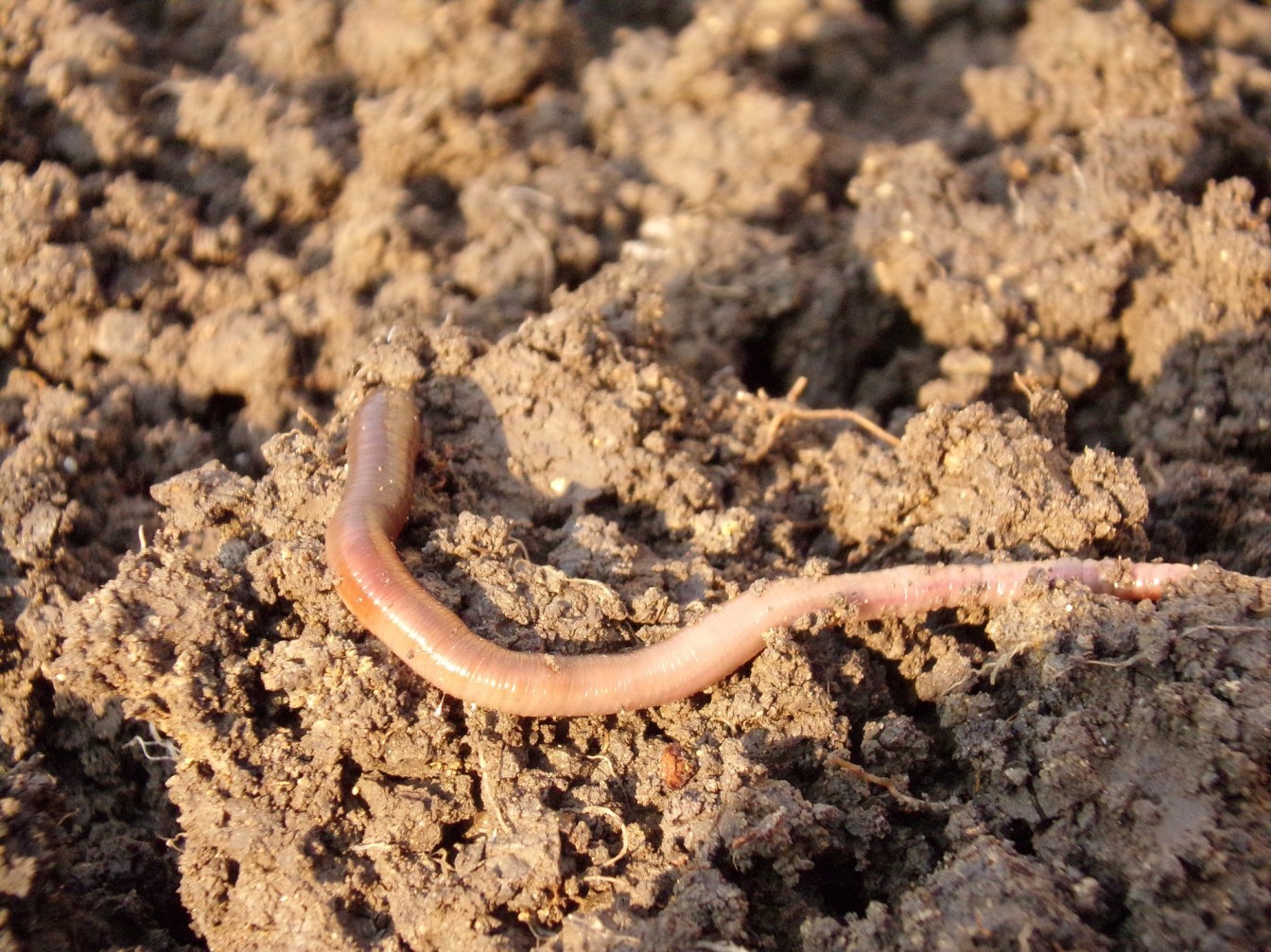 earthworms eating