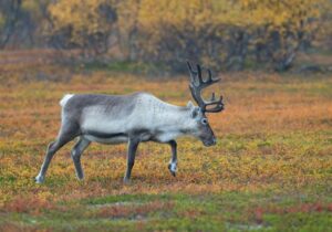 What Do Reindeer Eat? 48 Things To Know About What Reindeer Eat