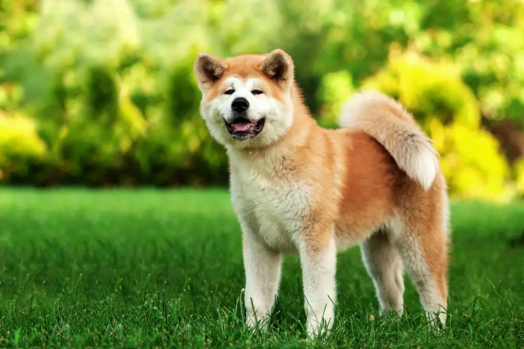Akitas 52 Fascinating Things to Know About The Akita Dog