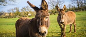 What Do Donkeys Eat? 54 Things To Know About A Donkey’s Diet