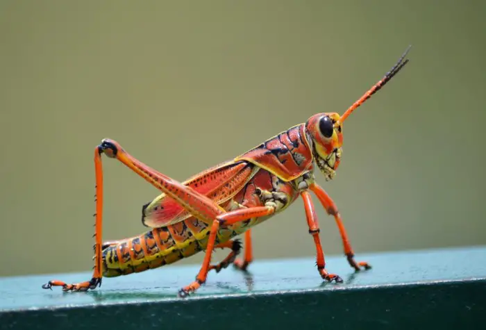 Grasshoppers Eat
