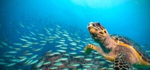 What Sea Turtles Eat? 25 Things To Know About What They Eat