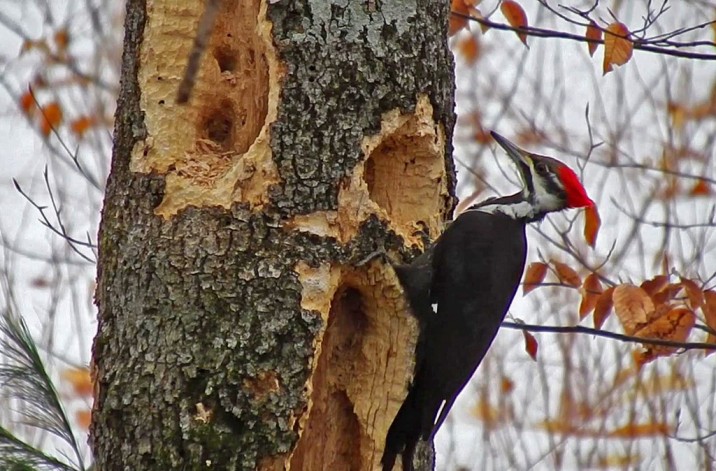 What Do Woodpeckers Eat? 30 Things To Know About Their Eating Habits
