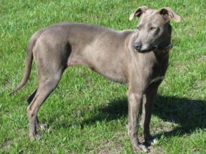 Blue Lacy Dog Breed: 21 Things You Should Know