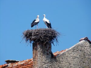 How-Long-For-A-Bird-Stuck-In-Chimney-To-