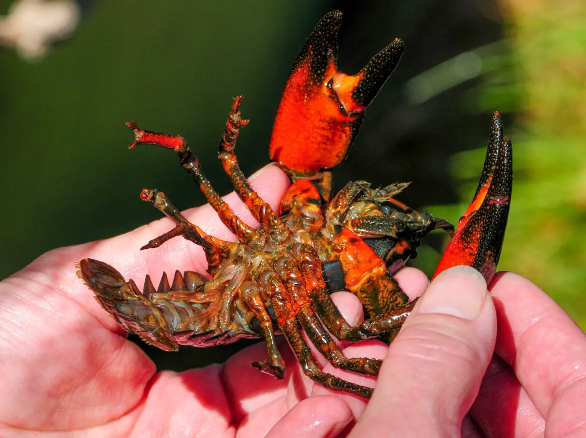 What Do Crayfish Eat? Diet & Eating Habits - Kylon Powell