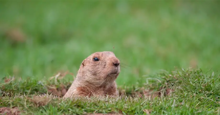 What Do Groundhogs Eat