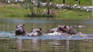 What Do Hippos Eat? Eating Habits & Diet