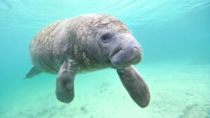 What Do Manatees Eat? Interesting Things To Know