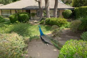What Do Peacocks Eat? Interesting Things To Know