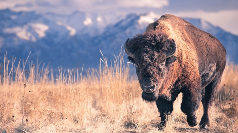 What Do Bison Eat