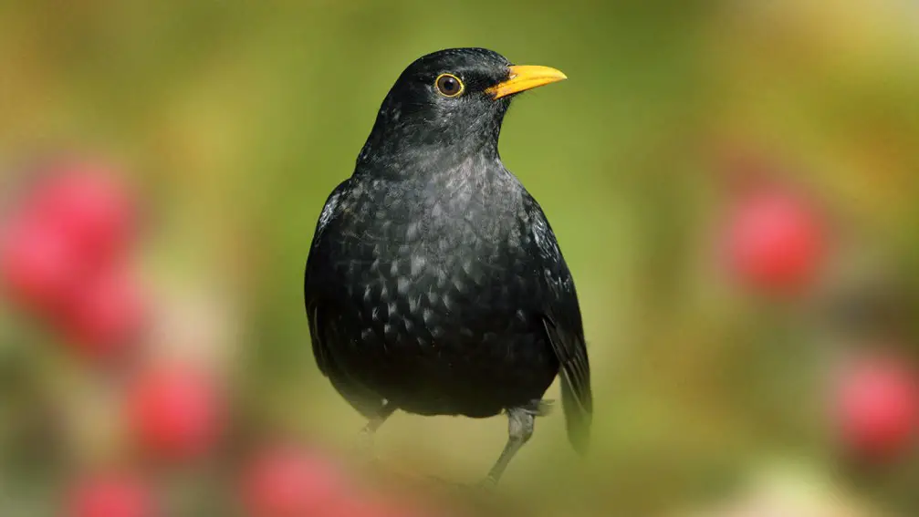 What Do Blackbirds Eat