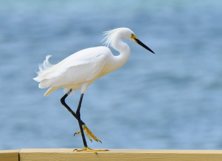 What Do Egrets Eat