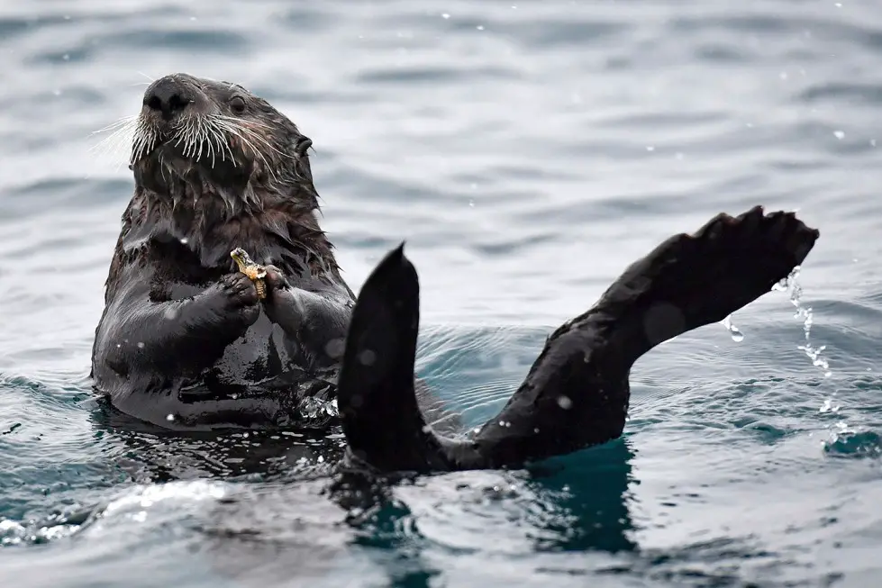 What Do Sea Otters Eat