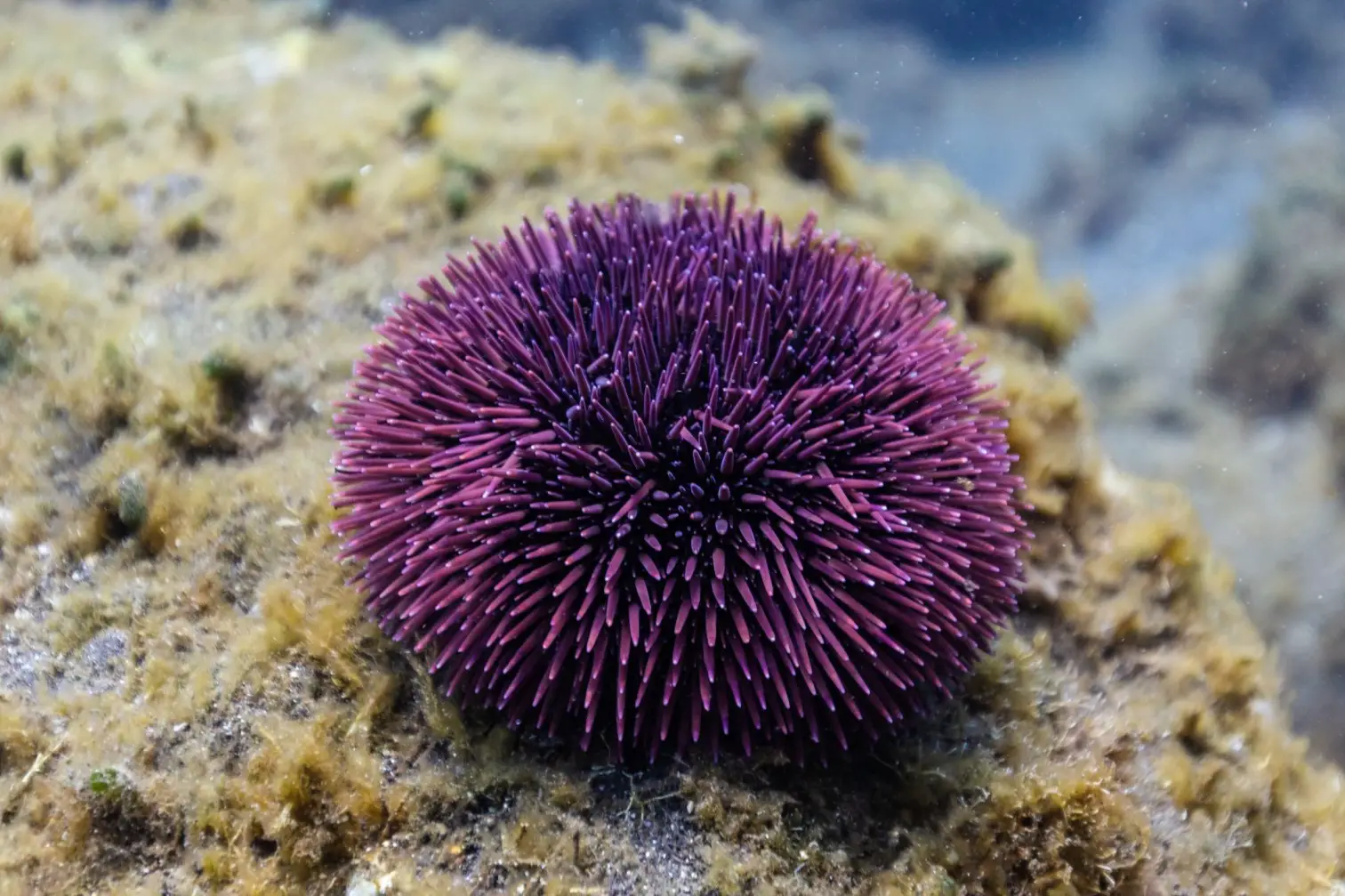 what sea urchins eat