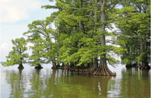 Why Can’t You Swim in Reelfoot Lake?